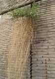 Capparis herbacea. Цветущее растение. Узбекистан, г. Бухара, в трещине в кирпичной стенке. 28.04.2018.