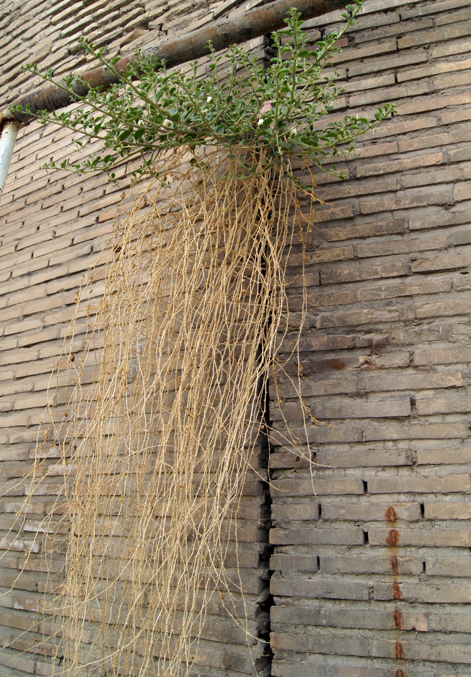 Image of Capparis herbacea specimen.