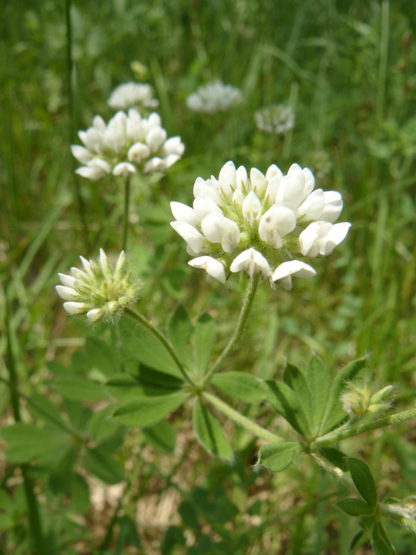 Image of Dorycnium graecum specimen.