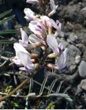 Astragalus tugarinovii