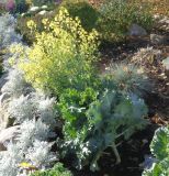 Brassica oleracea разновидность viridis. Цветущее растение. Тверская обл., г. Тверь, Городской сад, клумба, в культуре. 16 октября 2018 г.