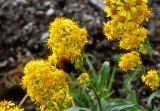 Solidago virgaurea подвид lapponica. Соцветия с кормящимся шмелём. Мурманская обл., Хибины, перевал Северный Чорргор, ≈ 950 м н.у.м., каменистый склон. 10.08.2018.