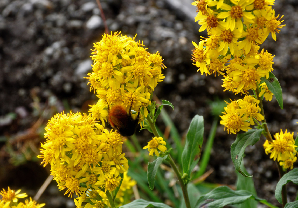 Image of Solidago virgaurea ssp. lapponica specimen.