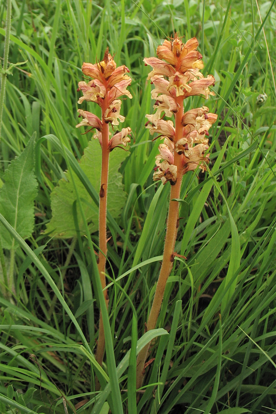 Изображение особи Orobanche alba.