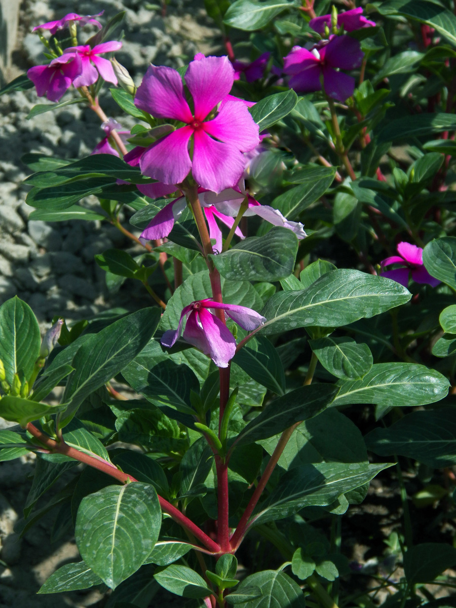 Image of Catharanthus roseus specimen.