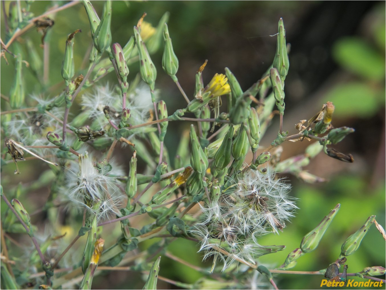 Изображение особи Lactuca serriola.