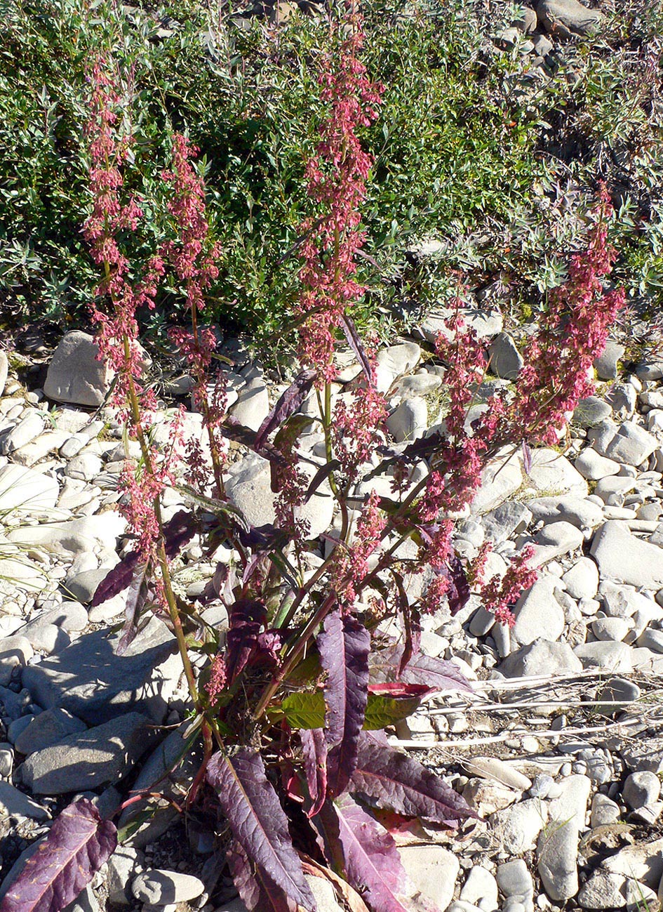 Изображение особи Rumex arcticus.