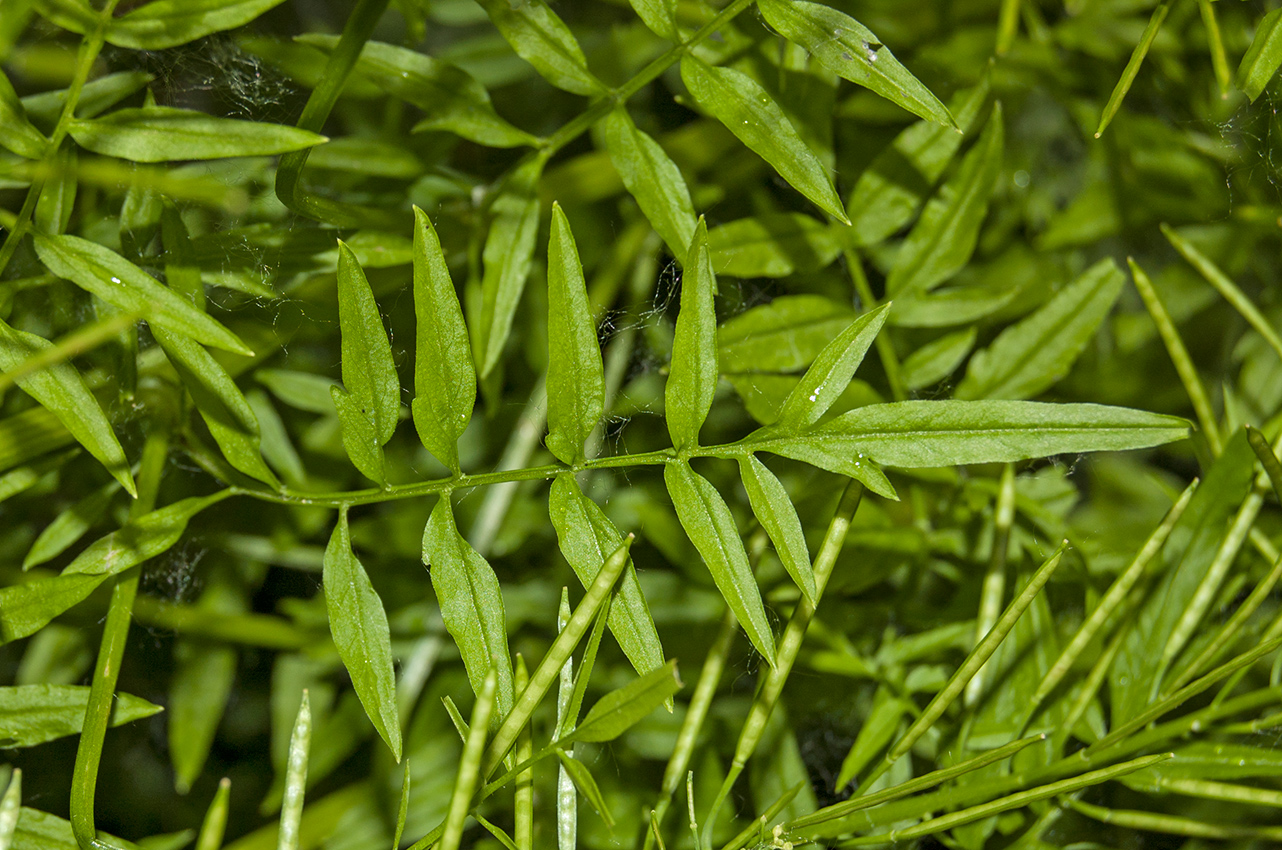 Image of Cardamine impatiens specimen.