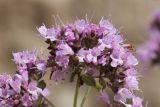 Origanum vulgare