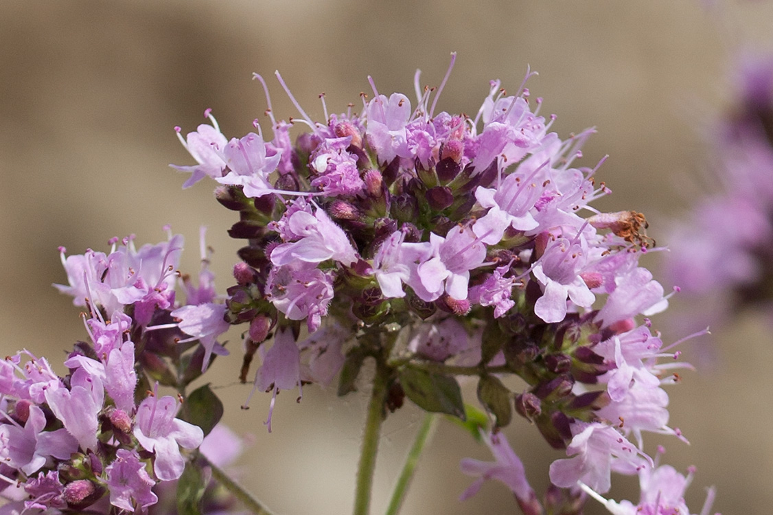 Изображение особи Origanum vulgare.