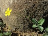 Potentilla astragalifolia. Цветущее растение возле валуна в каменистой пустынной степи. Тува, Овюрский кожуун, окр. с. Хандагайты. 30.07.2018.