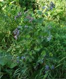 Arctium tomentosum. Цветущее растение. Московская обл., Раменский р-н, пос. Ильинский, сорное в палисаднике пятиэтажного дома. 17.07.2018.