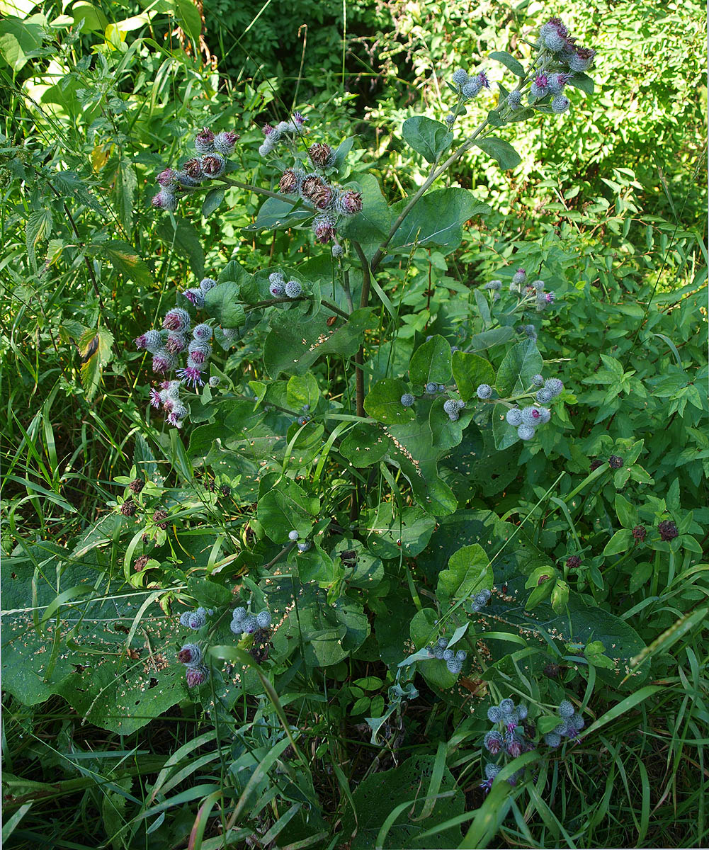 Изображение особи Arctium tomentosum.