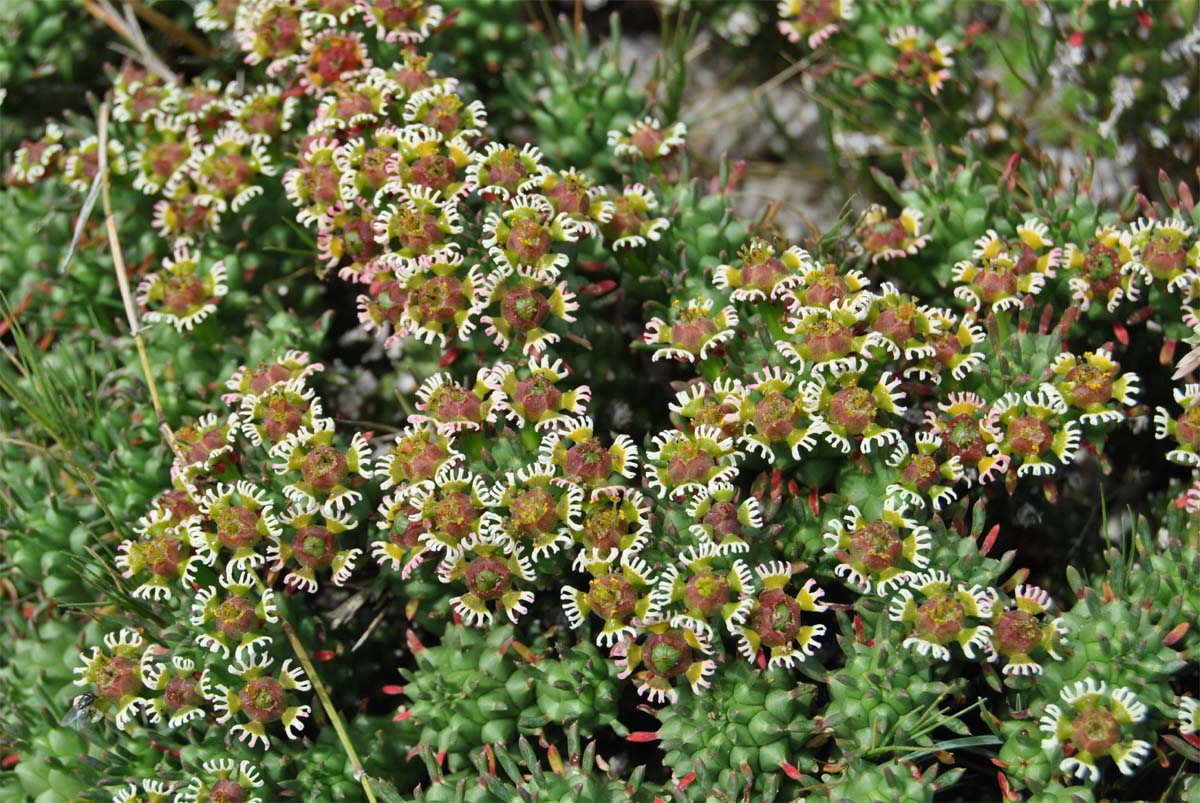 Image of Euphorbia caput-medusae specimen.