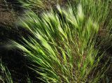 Hordeum jubatum