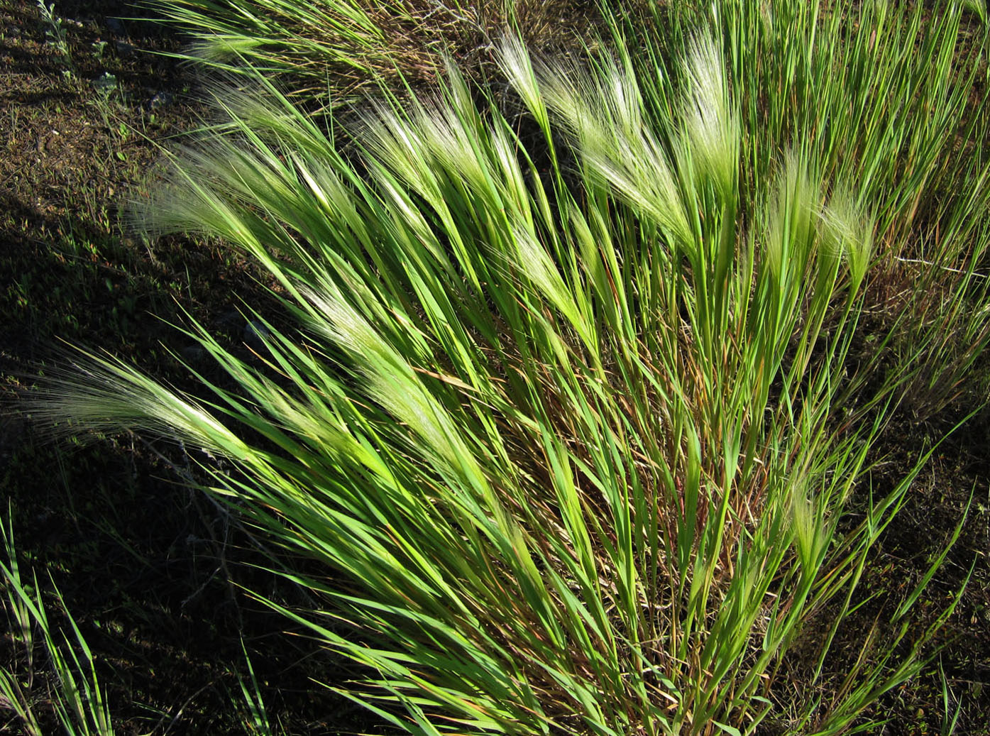 Image of Hordeum jubatum specimen.