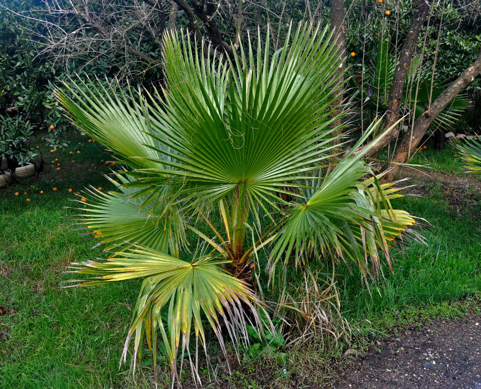 Изображение особи Washingtonia robusta.