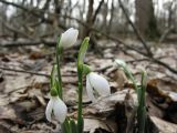 Galanthus caucasicus