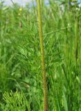 Chaerophyllum prescottii