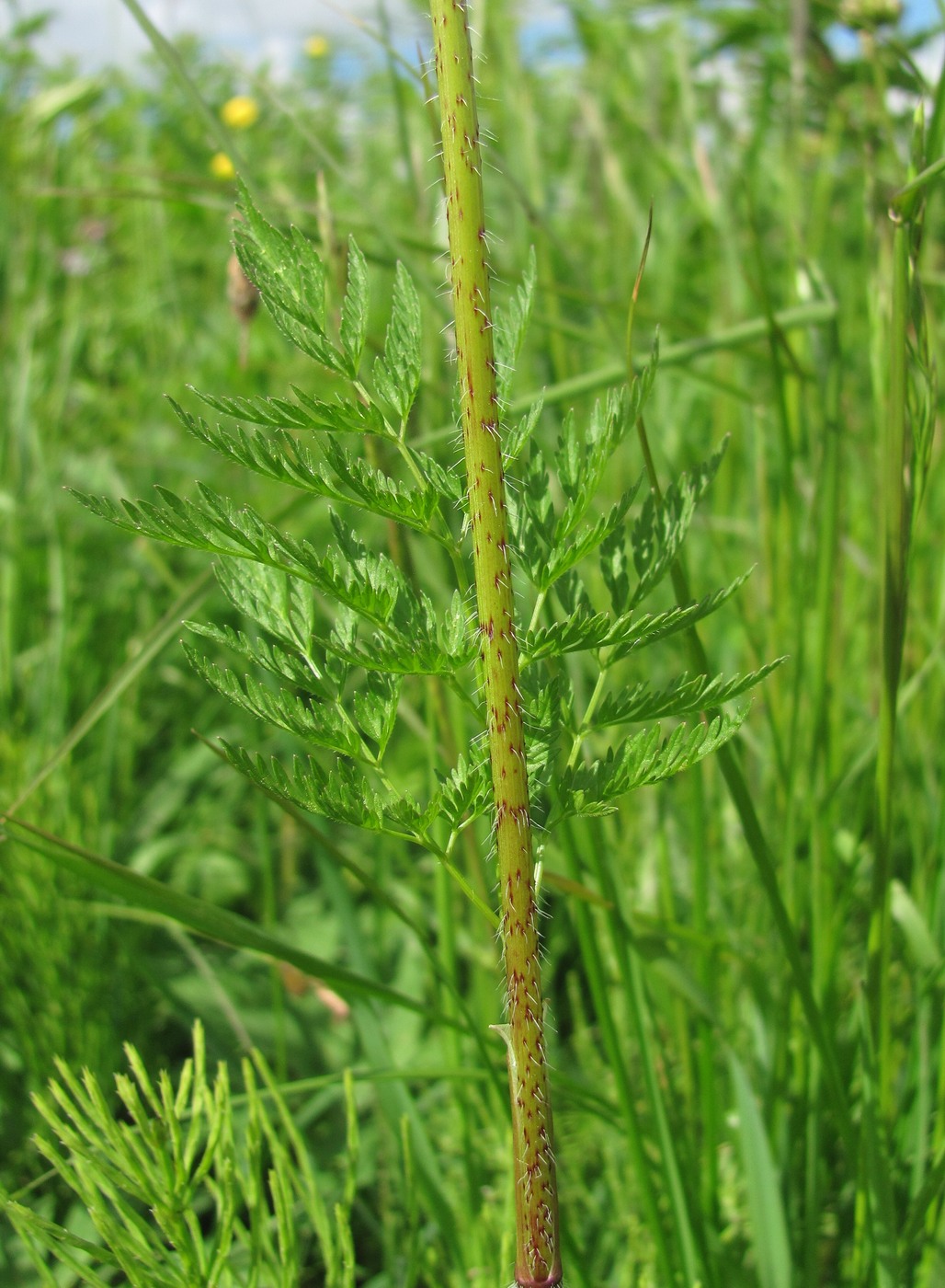 Изображение особи Chaerophyllum prescottii.