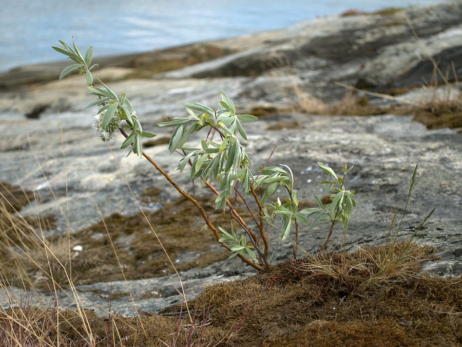 Image of Salix lapponum specimen.