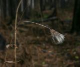 род Cirsium