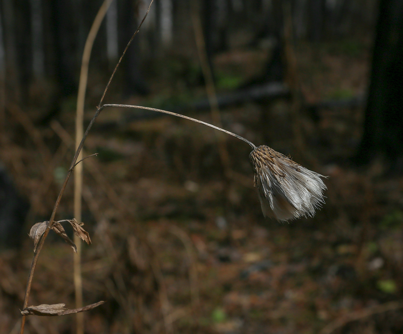 Image of genus Cirsium specimen.