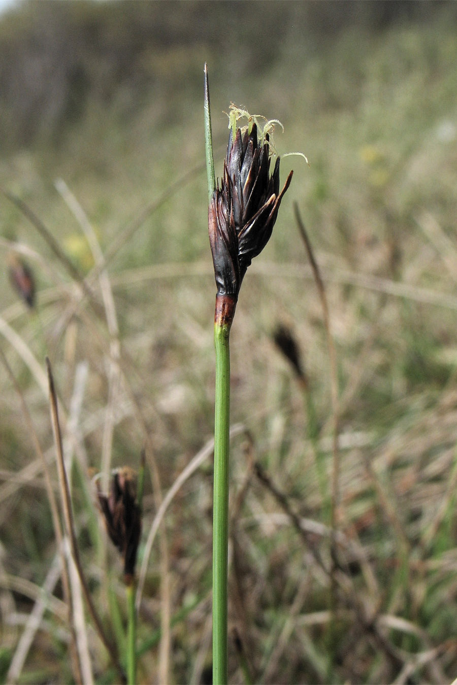 Изображение особи Schoenus nigricans.