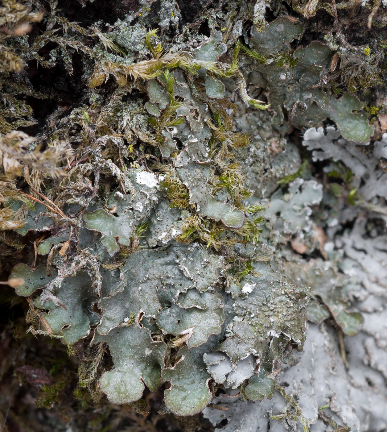 Image of Melanelixia subargentifera specimen.