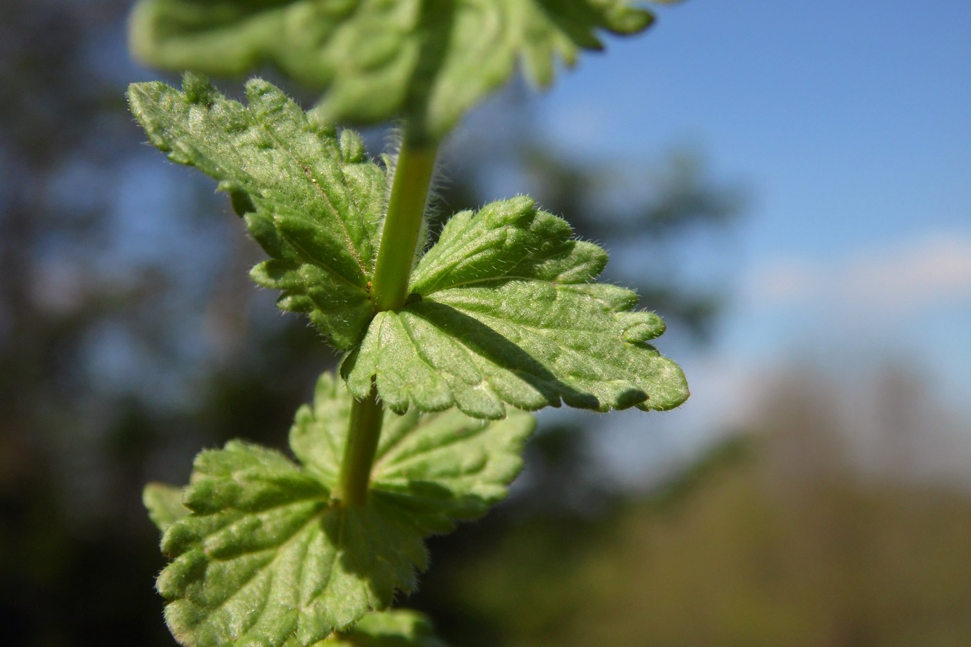 Image of Veronica chamaedrys specimen.