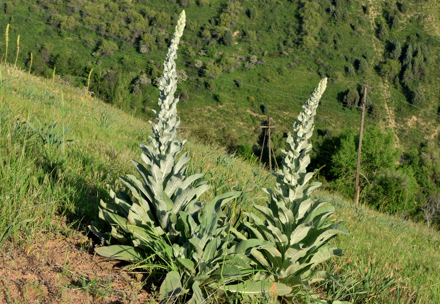 Изображение особи Verbascum songaricum.