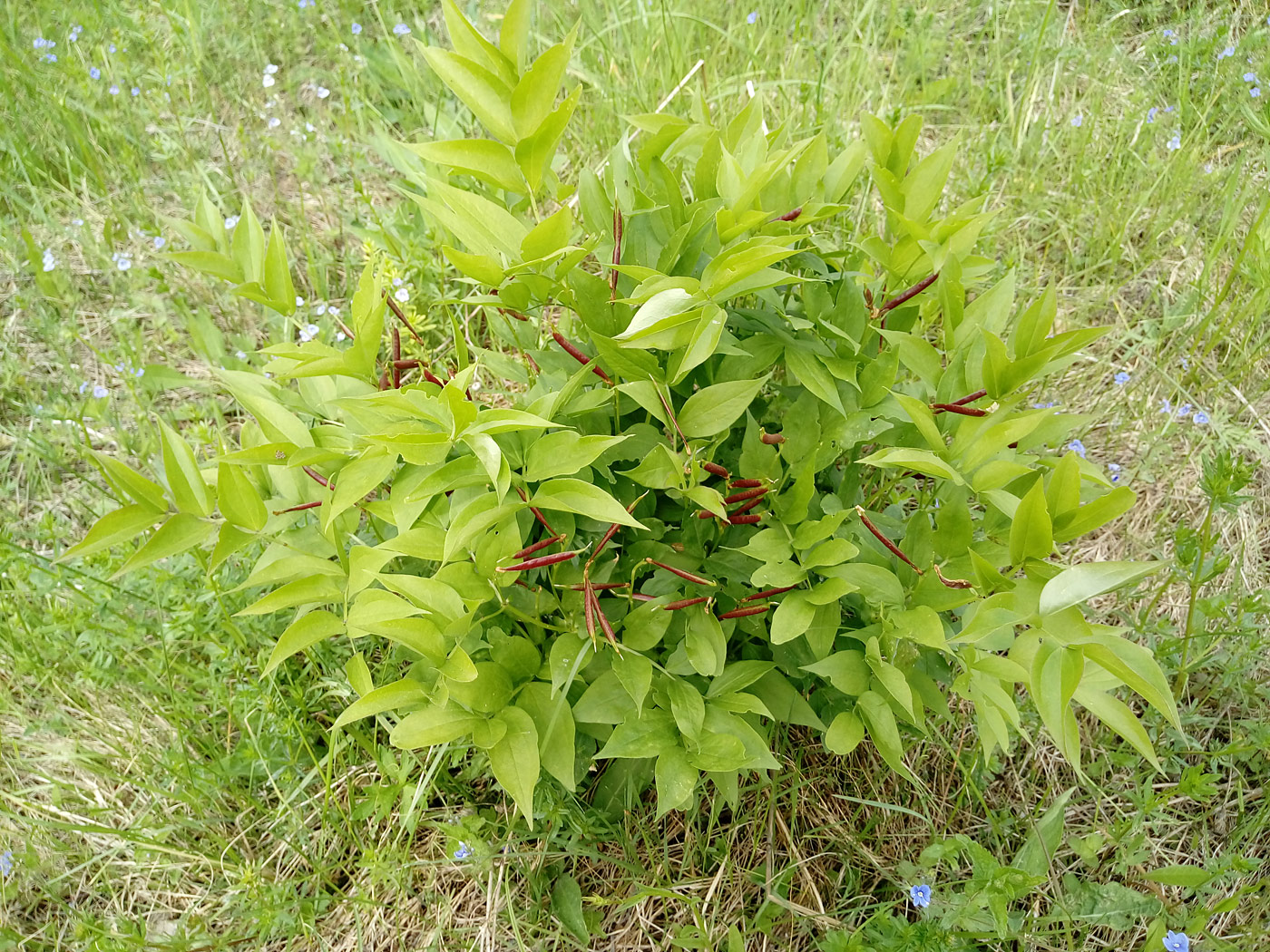 Изображение особи Lathyrus vernus.