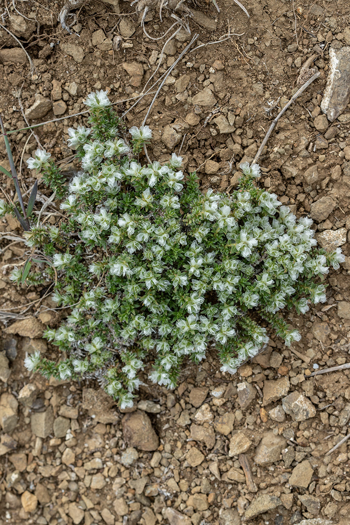 Изображение особи Paronychia cephalotes.