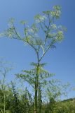 Chaerophyllum bulbosum