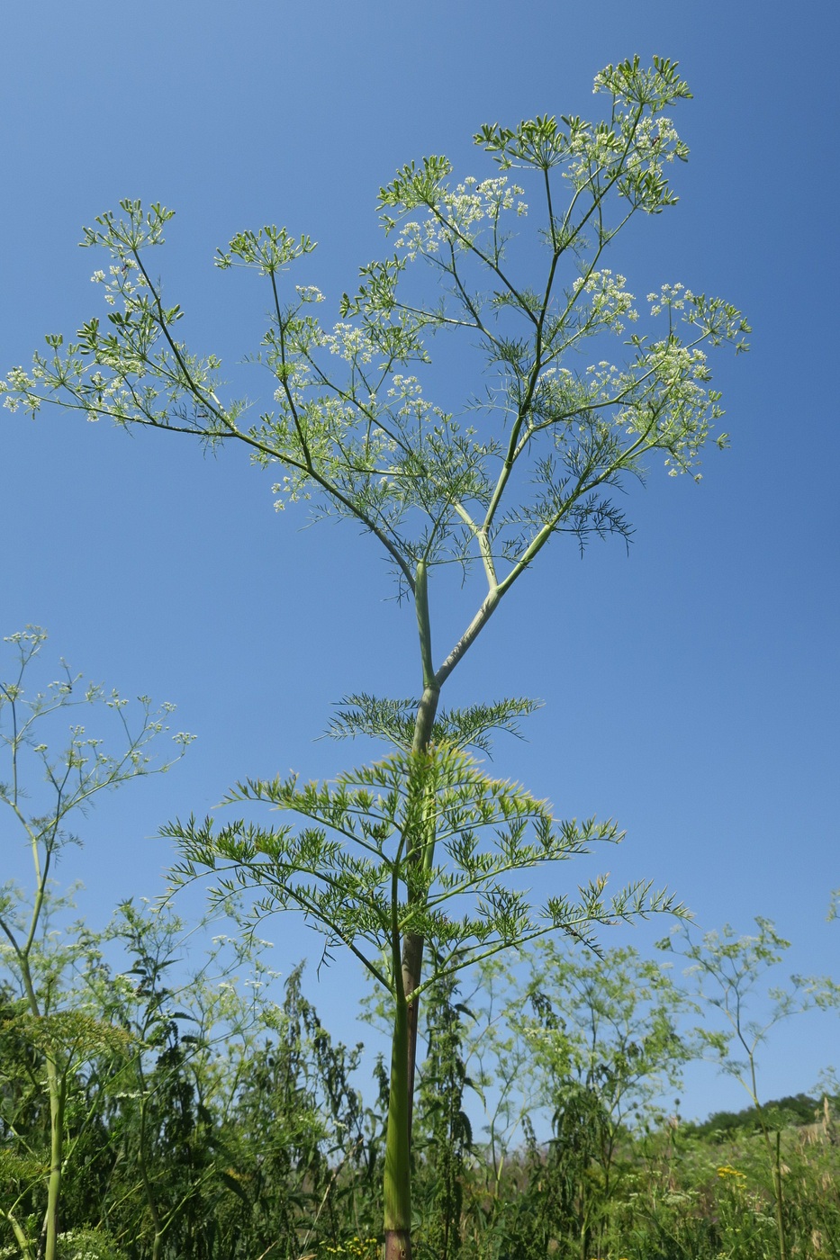 Изображение особи Chaerophyllum bulbosum.