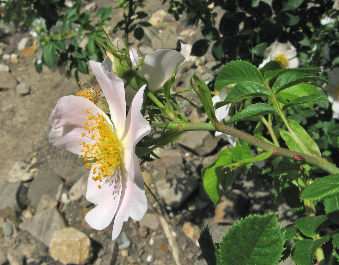 Image of genus Rosa specimen.