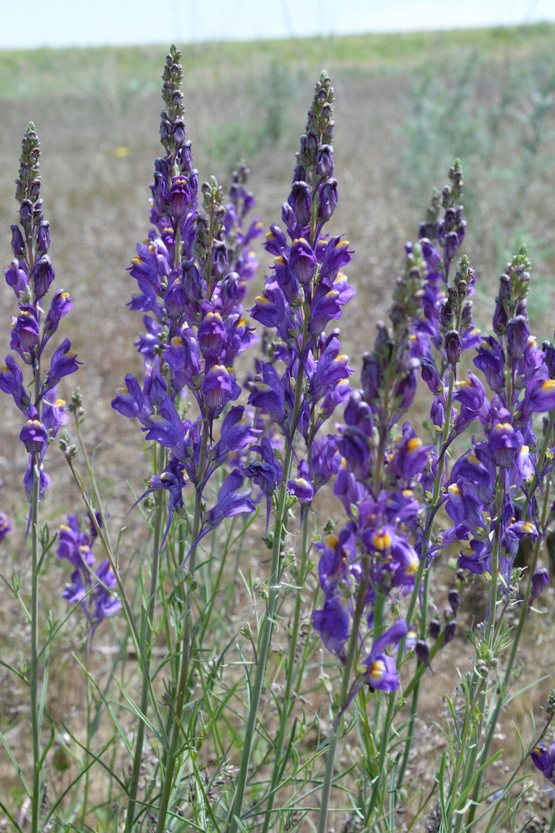 Изображение особи Linaria transiliensis.