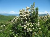 Rosa spinosissima. Цветущее растение. Казахстан, Западный Алтай, горы Таловка (Собачьи Горы) у пер. Седло в окр. с. Солдатово, ≈ 1500 м н.у.м., лугово-кустарниковое сообщество на пологом склоне сев. экспозиции. 28 июня 2019 г.