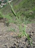 Camelina microcarpa