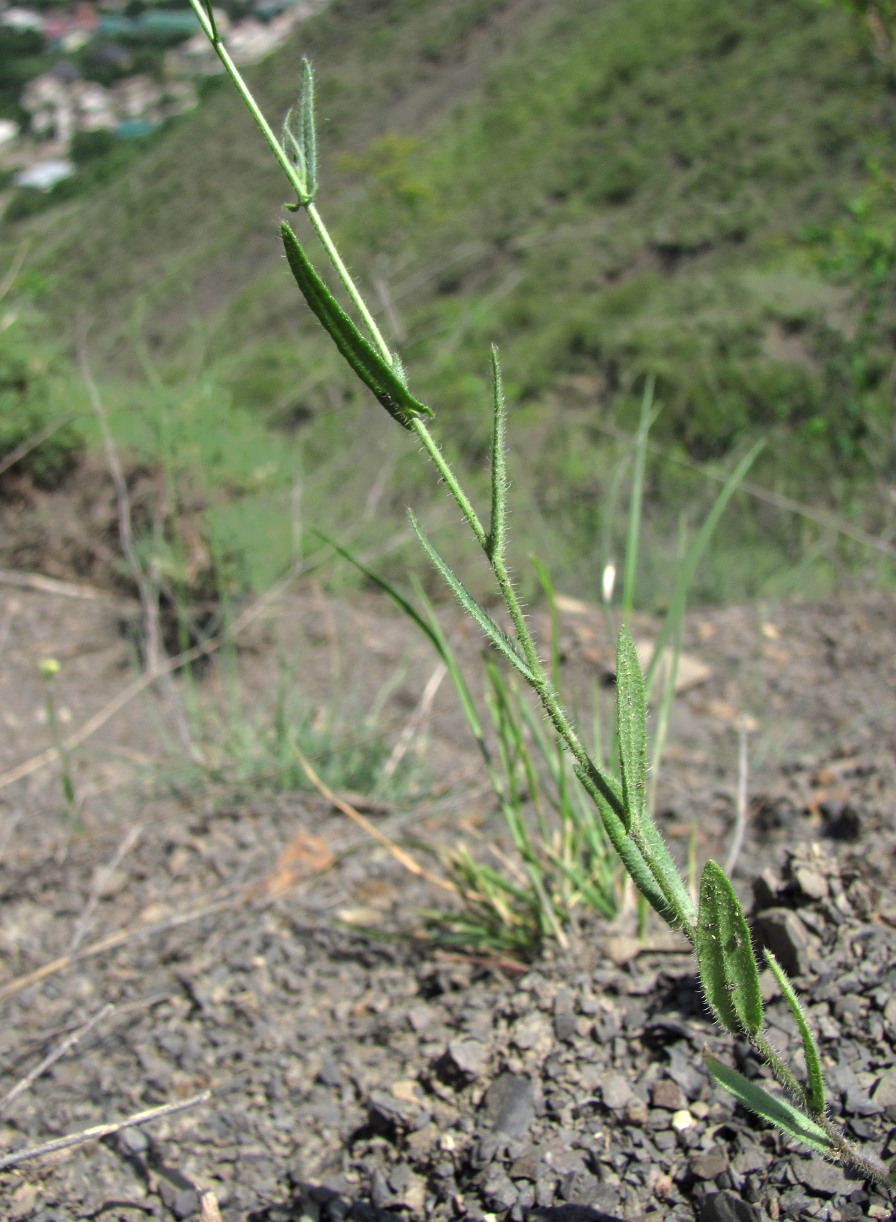 Image of Camelina microcarpa specimen.