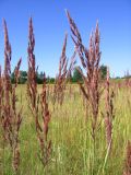 Calamagrostis epigeios