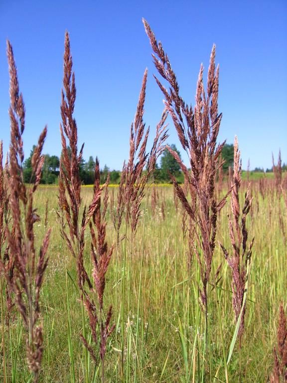 Изображение особи Calamagrostis epigeios.