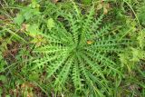 Cirsium palustre