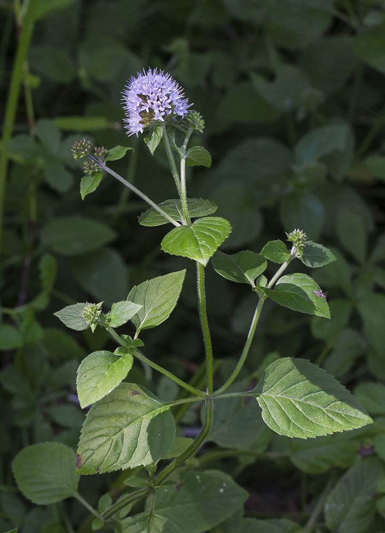 Изображение особи Mentha aquatica.