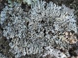 Physcia subalbinea