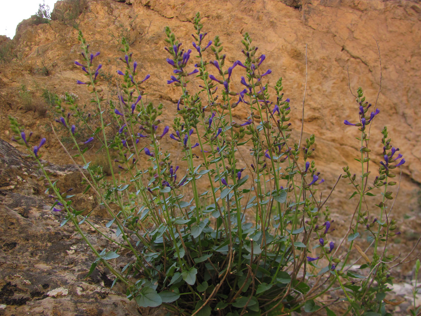 Image of Scutellaria fedtschenkoi specimen.