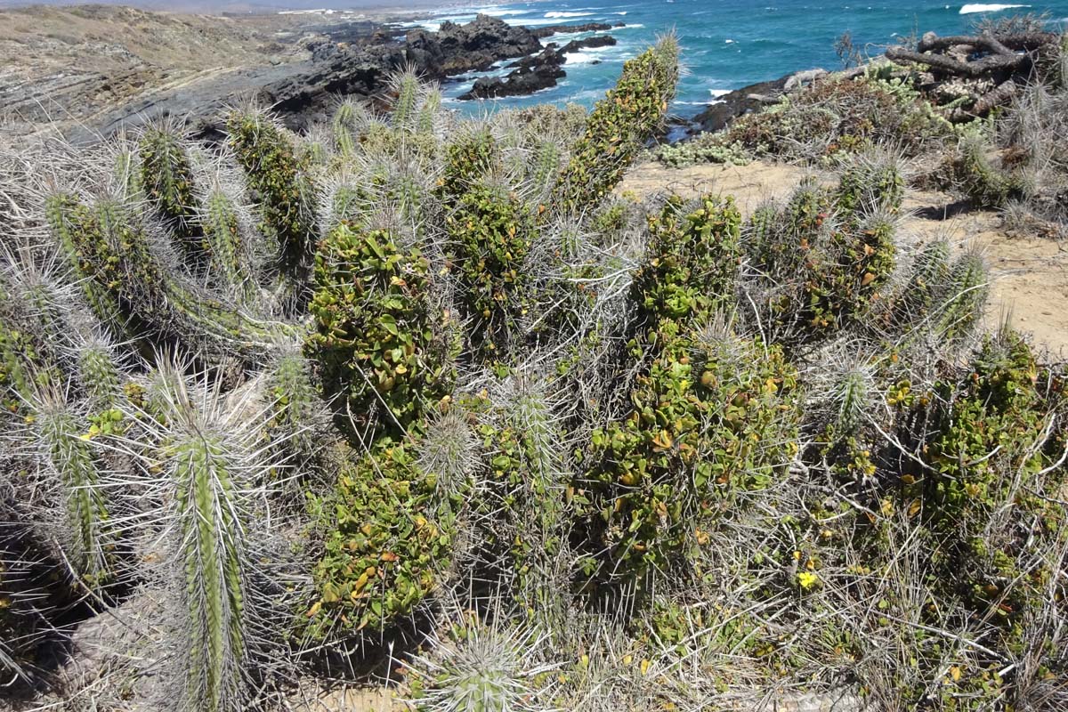 Изображение особи Diplolepis boerhaviifolia.