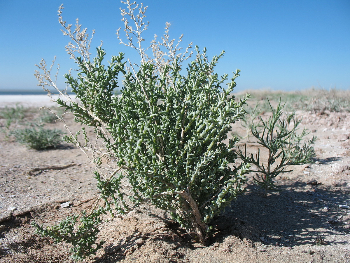 Image of Kalidium foliatum specimen.