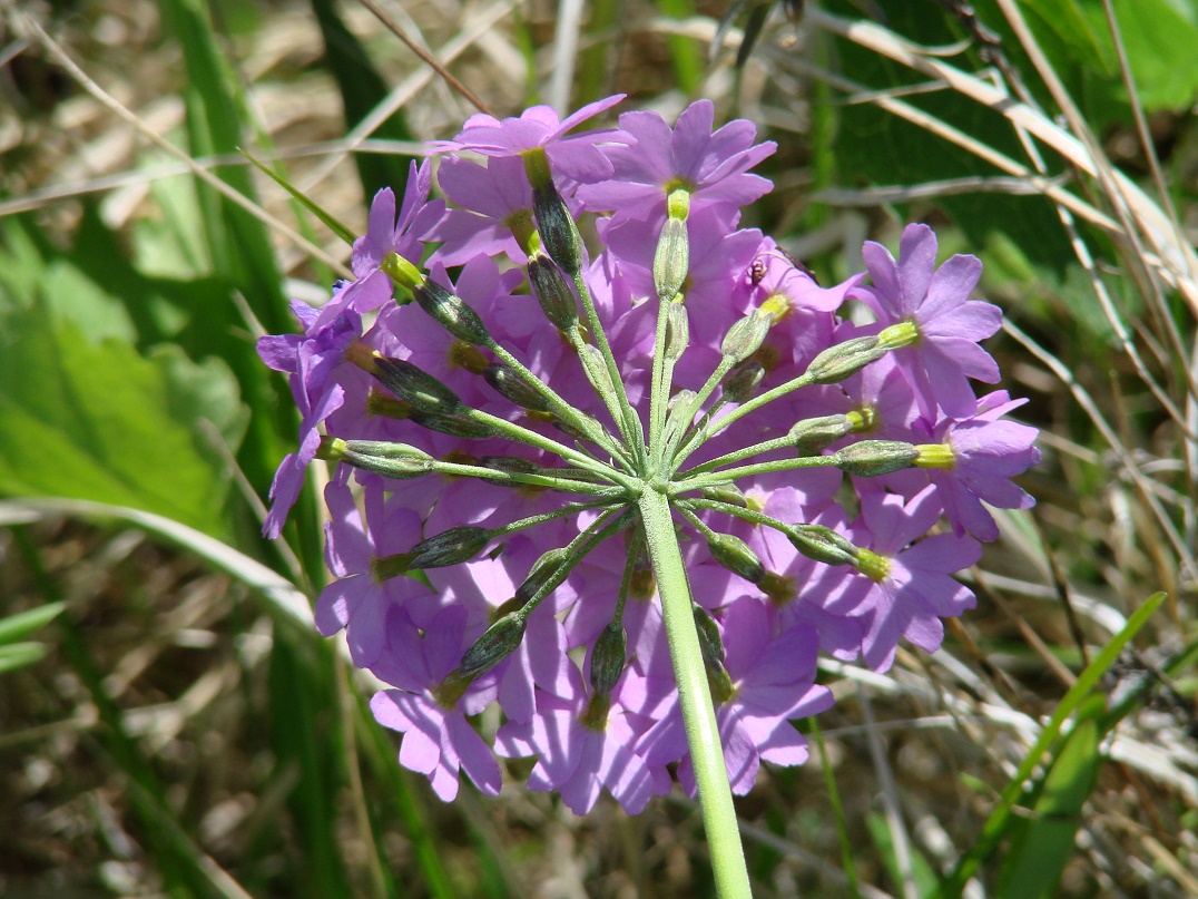 Изображение особи Primula farinosa.