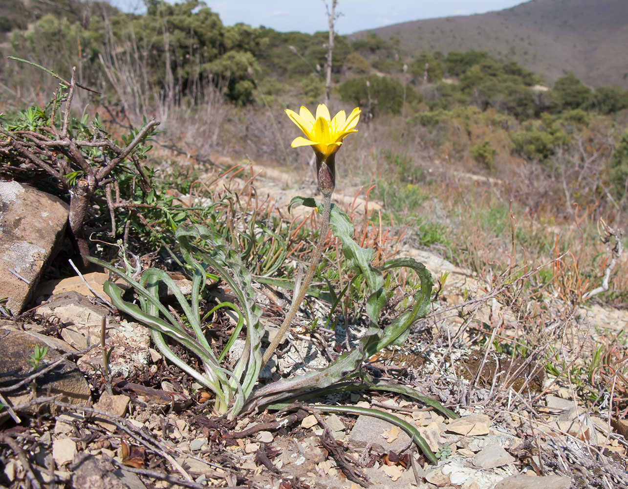 Image of Scorzonera turkeviczii specimen.